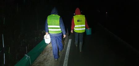 Akcija prenašanja dvoživk poteka v sklopu projekta LIFE AMPHICON